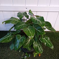 Philodendron gloriosum Philodendron gloriosum