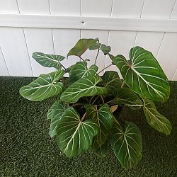 Philodendron gloriosum Philodendron gloriosum