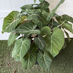 Philodendron gloriosum Philodendron gloriosum