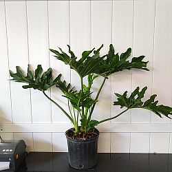 Split-Leaf Philodendron ‘Hope’ | PlantVine