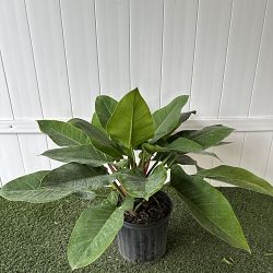Philodendron 'Imperial Green' Philodendron 'Imperial Green'