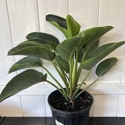 Philodendron 'Imperial Green' Philodendron 'Imperial Green'