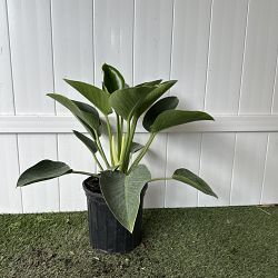 Philodendron 'Imperial Green' Philodendron 'Imperial Green'