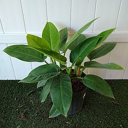 Philodendron 'Imperial Green' Philodendron 'Imperial Green'