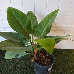 Philodendron 'Imperial Green' Philodendron 'Imperial Green'