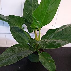 Philodendron 'Imperial Green' Philodendron 'Imperial Green'