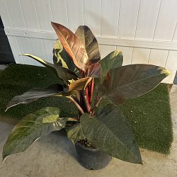 Philodendron 'Imperial Red' Philodendron 'Imperial Red'
