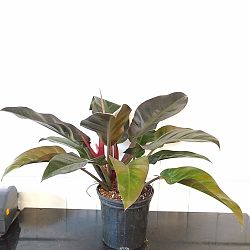 Philodendron 'Imperial Red' Philodendron 'Imperial Red'