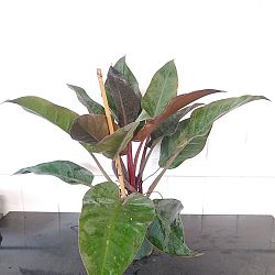 Philodendron 'Imperial Red' Philodendron 'Imperial Red'