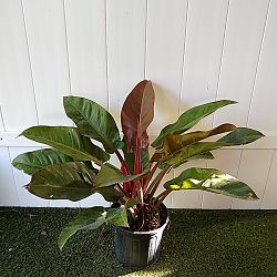 Philodendron 'Imperial Red' Philodendron 'Imperial Red'