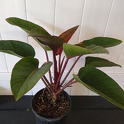 Philodendron 'Imperial Red' Philodendron 'Imperial Red'