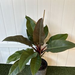 Philodendron 'Imperial Red' Philodendron 'Imperial Red'