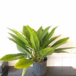Philodendron campii 'Lynette' Philodendron campii 'Lynette'