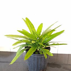 Philodendron campii 'Lynette' Philodendron campii 'Lynette'