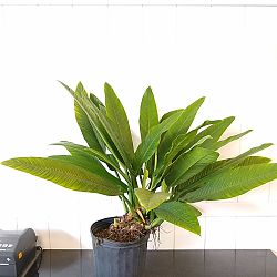 Philodendron campii 'Lynette' Philodendron campii 'Lynette'