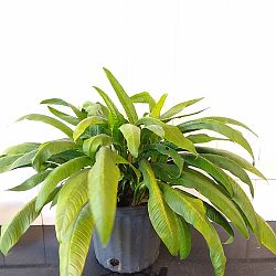 Philodendron campii 'Lynette' Philodendron campii 'Lynette'