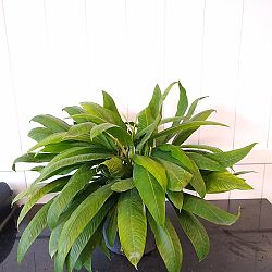 Philodendron campii 'Lynette' Philodendron campii 'Lynette'