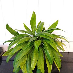 Philodendron campii 'Lynette' Philodendron campii 'Lynette'