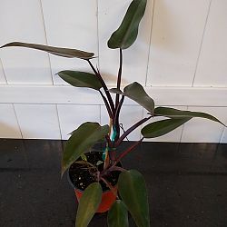 Philodendron 'Majesty' Philodendron 'Majesty'