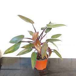 Philodendron 'Majesty' Philodendron 'Majesty'