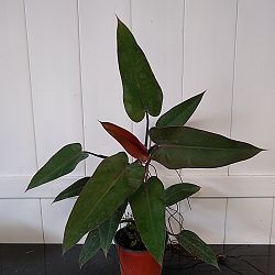 Philodendron 'Majesty' Philodendron 'Majesty'