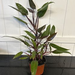 Philodendron 'Majesty' Philodendron 'Majesty'