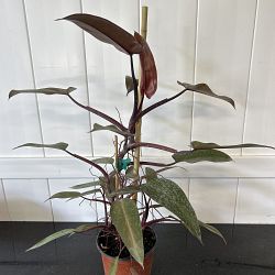Philodendron 'Majesty' Philodendron 'Majesty'