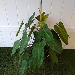Philodendron 'Emerald Red' Philodendron 'Emerald Red'