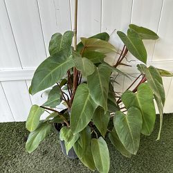 Philodendron 'Emerald Red' Philodendron 'Emerald Red'