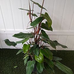 Philodendron 'Emerald Red' Philodendron 'Emerald Red'