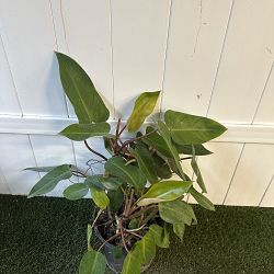 Philodendron 'Emerald Red' Philodendron 'Emerald Red'