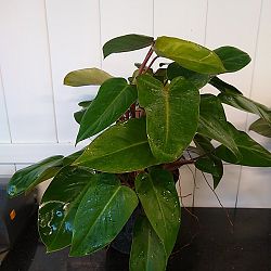 Philodendron 'Emerald Red' Philodendron 'Emerald Red'