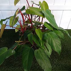 Philodendron 'Emerald Red' Philodendron 'Emerald Red'