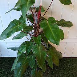 Philodendron 'Emerald Red' Philodendron 'Emerald Red'