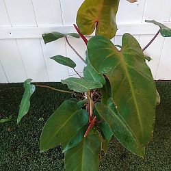 Philodendron 'Emerald Red' Philodendron 'Emerald Red'