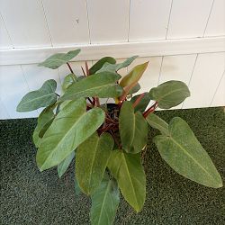 Philodendron 'Emerald Red' Philodendron 'Emerald Red'