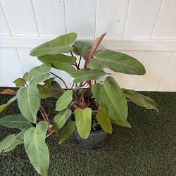 Philodendron 'Emerald Red' Philodendron 'Emerald Red'
