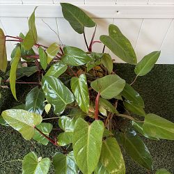 Philodendron 'Emerald Red' Philodendron 'Emerald Red'