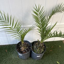 Canary Island Date Palm Canary Island Date Palm