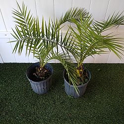 Canary Island Date Palm Canary Island Date Palm