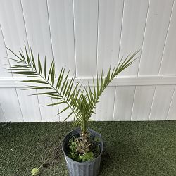 Canary Island Date Palm Canary Island Date Palm