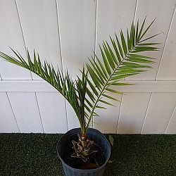 Canary Island Date Palm Canary Island Date Palm
