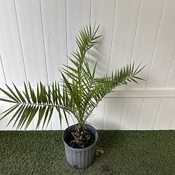Canary Island Date Palm Canary Island Date Palm