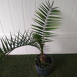 Canary Island Date Palm Canary Island Date Palm