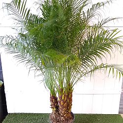 Pygmy Date Palm Pygmy Date Palm