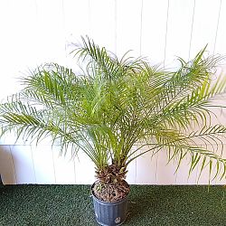 Pygmy Date Palm Pygmy Date Palm