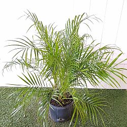 Pygmy Date Palm Pygmy Date Palm