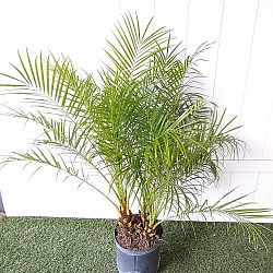 Pygmy Date Palm Pygmy Date Palm