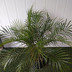 Pygmy Date Palm Pygmy Date Palm