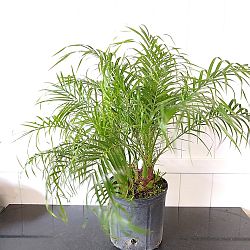 Pygmy Date Palm Pygmy Date Palm